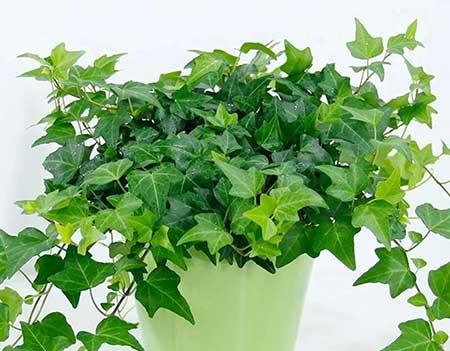 家里面养什么植物最好