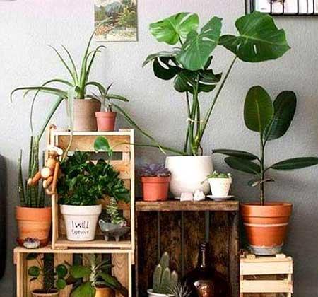 家里可以养绿植吗