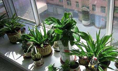 家里可以养绿植吗