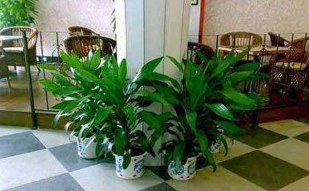 家里可以养绿植吗