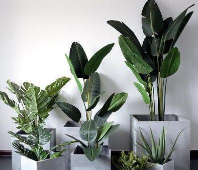 家里可以养绿植吗