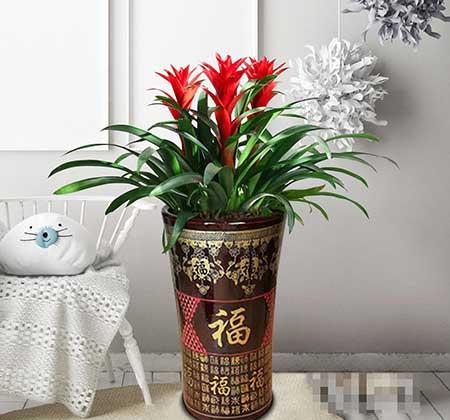 家居适合养的花草