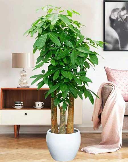 家居适合养的花草