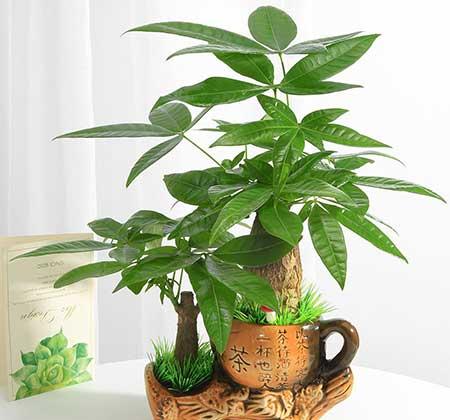 家居适合养的花草