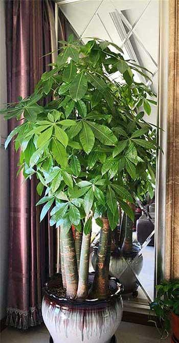 家居适合养的花草