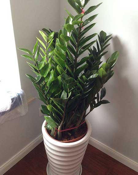 家居适合养的花草