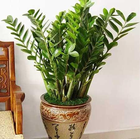 家居适合养的花草