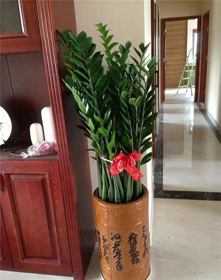 家居适合养的花草