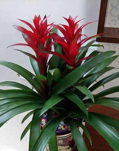 家居适合养的花草