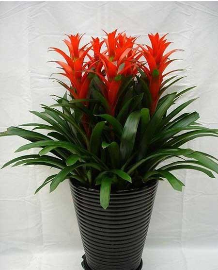 家居适合养的花草