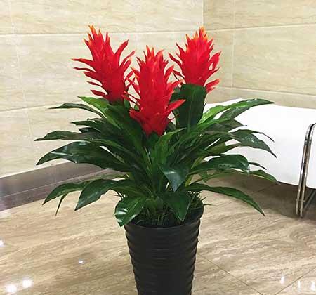 家居适合养的花草