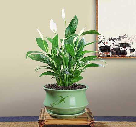 家居适合养的花草