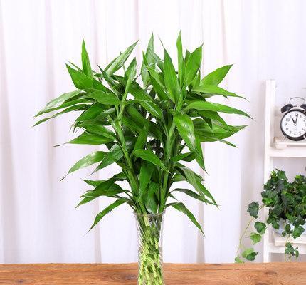 家居适合养的花草