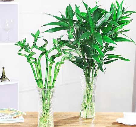 家居适合养的花草