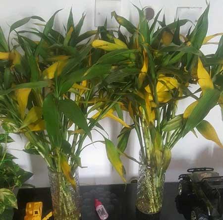 家居适合养的花草