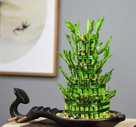 家居适合养的花草