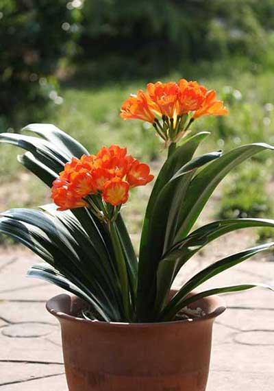 家居适合养的花草