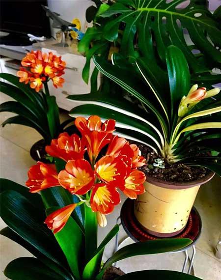 家居适合养的花草