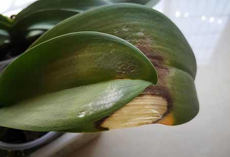 家居适合养的花草