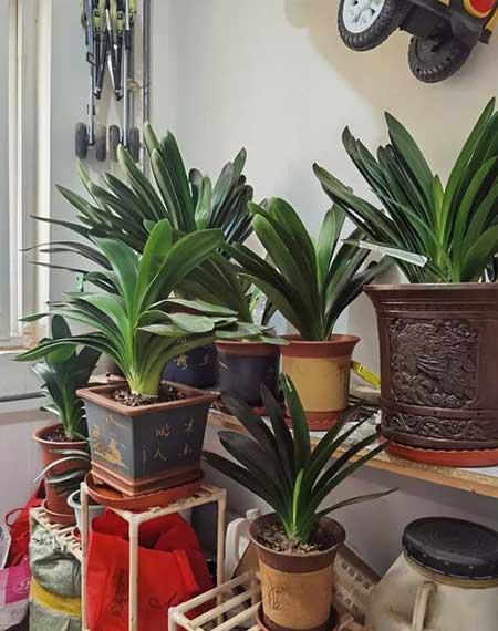 家居适合养的花草