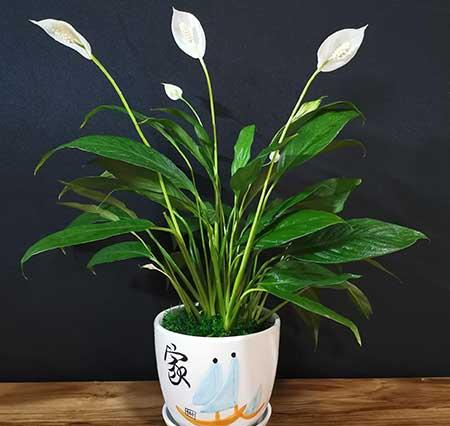 家居适合养的花草