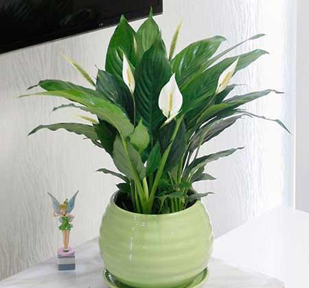 家居适合养的花草