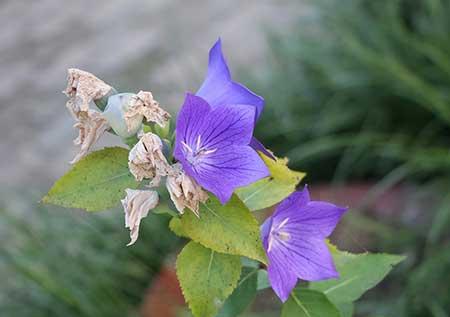花瓶里的花怎么养