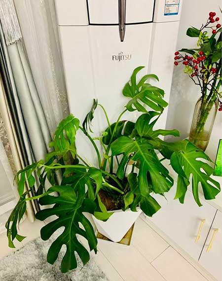 花木怎么养护