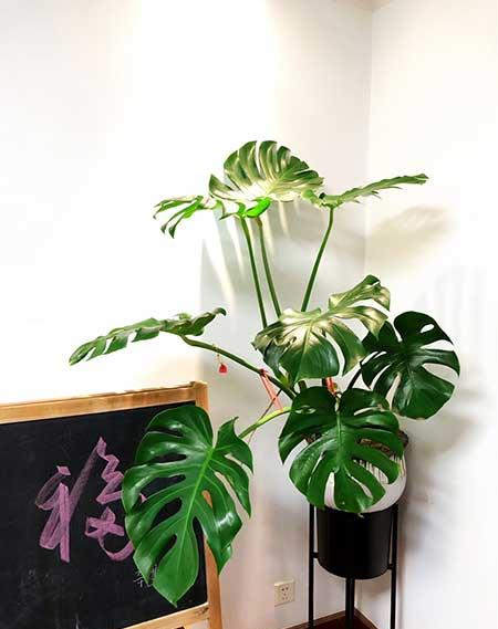花木怎么养护