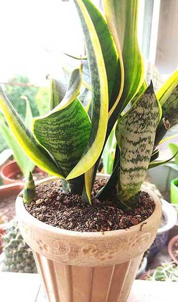 花木怎么养护