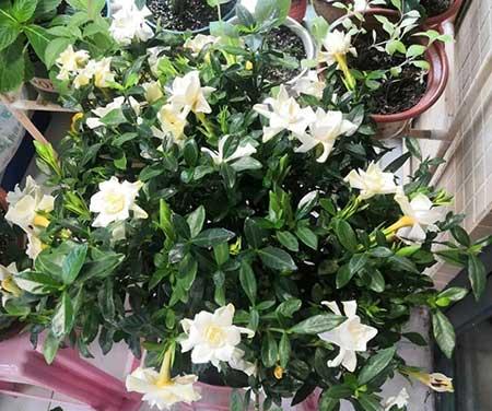花卉栀子花怎么养
