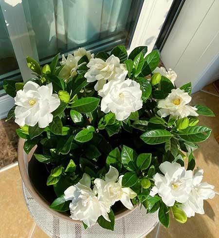 花卉栀子花怎么养