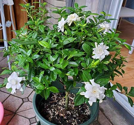 花卉栀子花怎么养