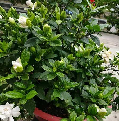 花卉栀子花怎么养