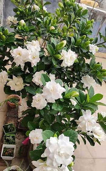 花卉栀子花怎么养