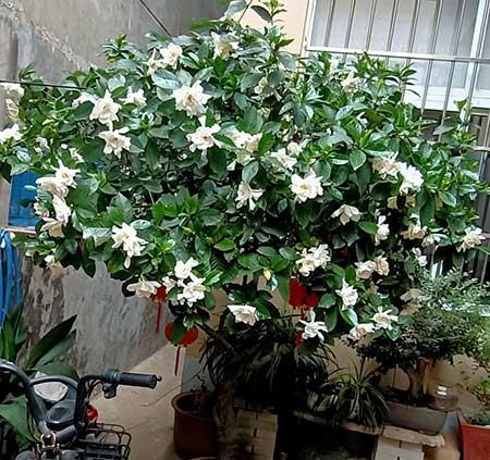 花卉栀子花怎么养