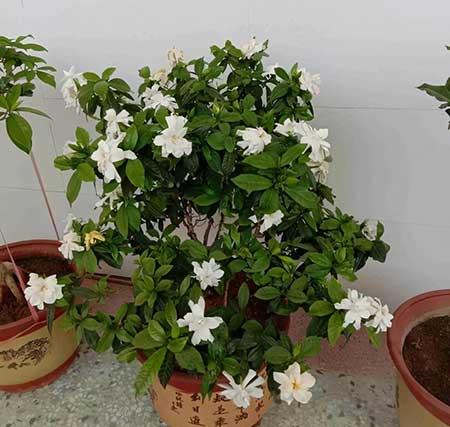花卉栀子花怎么养