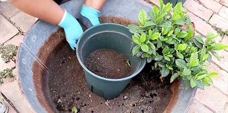花卉栀子花怎么养