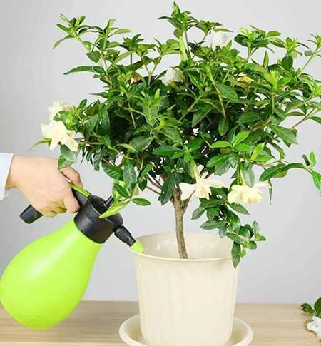 花卉栀子花怎么养