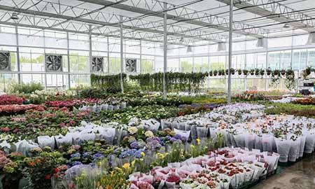 花卉招商