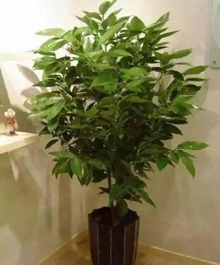 花卉养殖图片