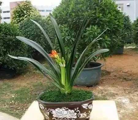 花卉养殖图片