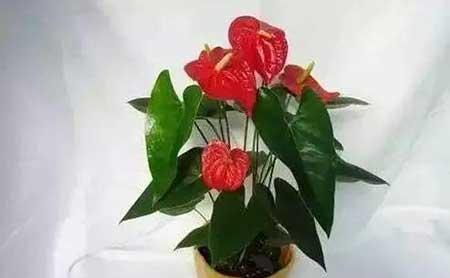 花卉养殖图片