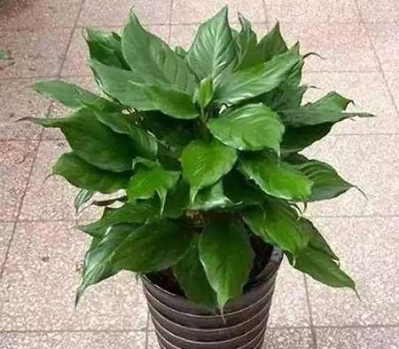 花卉养殖图片
