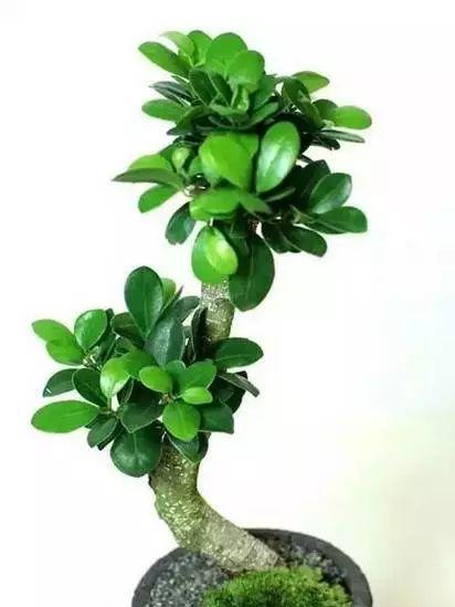 花卉养殖图片