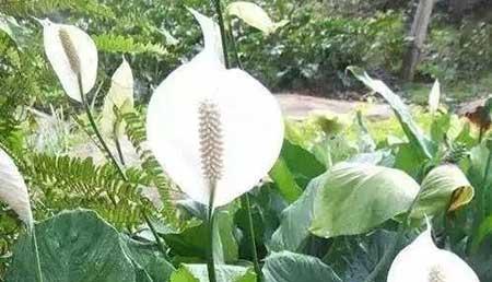 花卉养殖图片