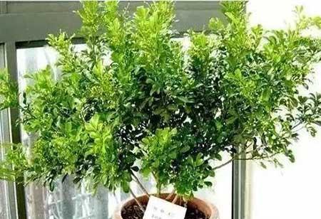 花卉养殖图片