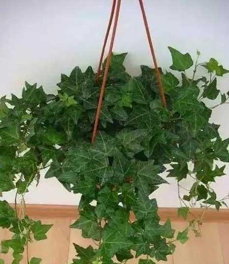 花卉养殖图片