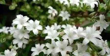 花卉养殖图片