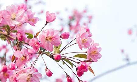 花卉养殖图片